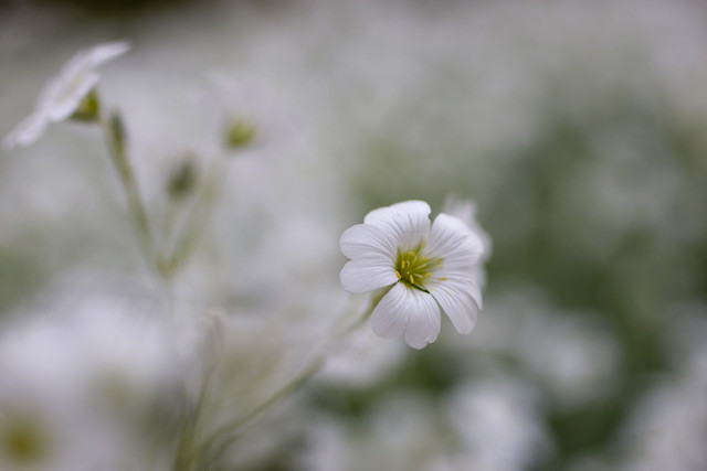 f:id:PageTAKA:20090428183534j:image