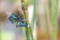 [チョウトンボ][羽化][熊山英国庭園]
