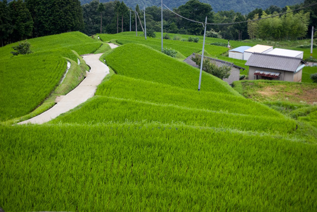 [延原][岡山県和気郡和気町南][延原][雲海撮影にも好適][棚田]