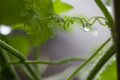 [雨滴][ゴーヤ][EF50mm/f2.5macro][ライフサイズコンバー]