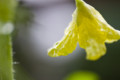 [雨滴][ゴーヤ][EF50mm/f2.5macro][ライフサイズコンバー]