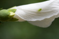 [EF100mm/f2.8macro][ムクゲ][岡山市東区竹原][小鳥の森][花]