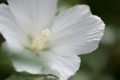 [EF100mm/f2.8macro][ムクゲ][岡山市東区竹原][小鳥の森][花]