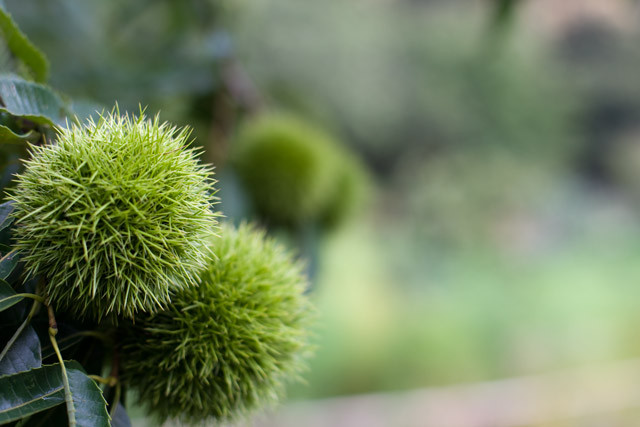 [小鳥の森][岡山市竹原][三徳園][栗]