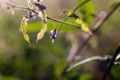 [EF50mm/f2.5macro][朝日][逆光][雑草]