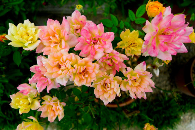 f:id:PageTAKA:20100527204937j:image