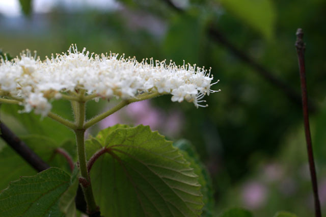 f:id:PageTAKA:20100531054905j:image