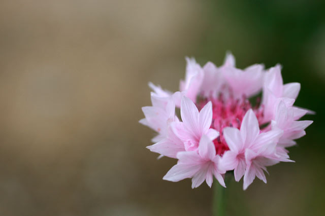 f:id:PageTAKA:20100531055341j:image