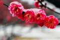 [紅梅][みぞれ雪][岡山市東区神崎緑地公]