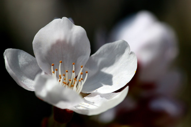 [岡山市東区竹原][小鳥の森][さくら]