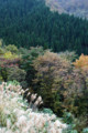 [出立展望台][鳥取県道11号][日南町][湯河]