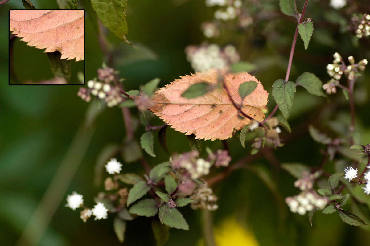 f:id:PageTAKA:20160930111931j:plain