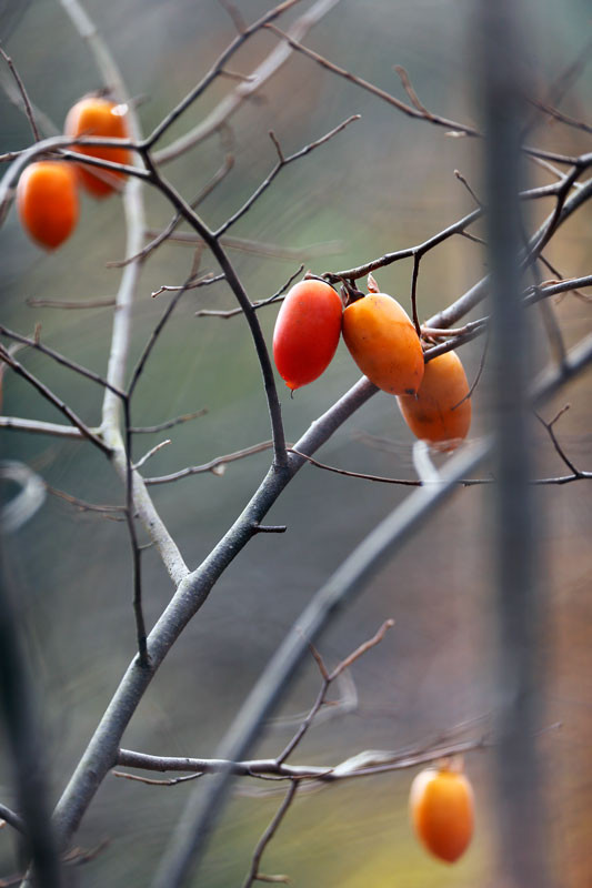 f:id:PageTAKA:20161116151548j:plain