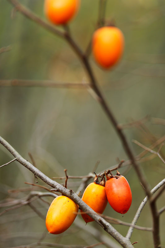 f:id:PageTAKA:20161116151549j:plain