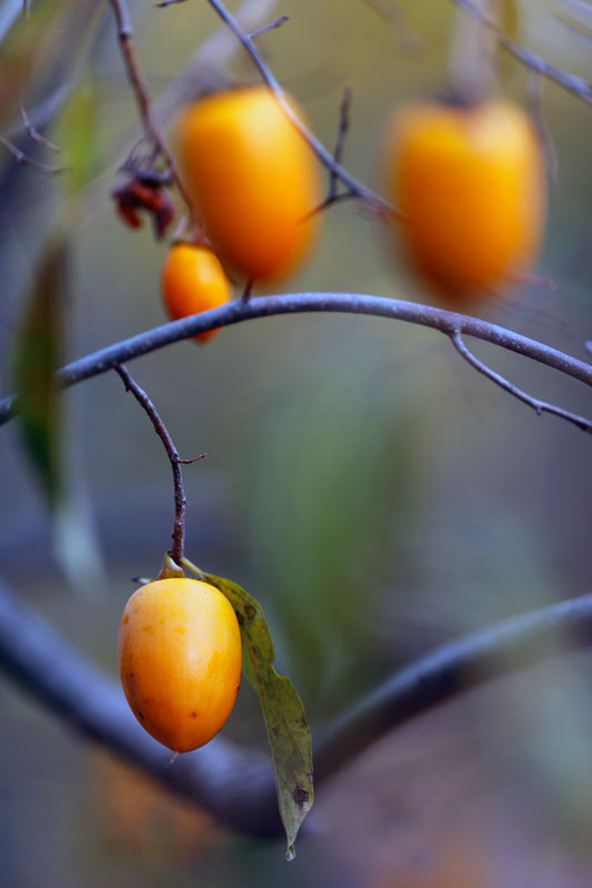 f:id:PageTAKA:20161116151551j:plain