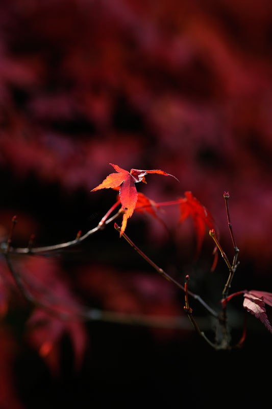 f:id:PageTAKA:20161118164037j:plain