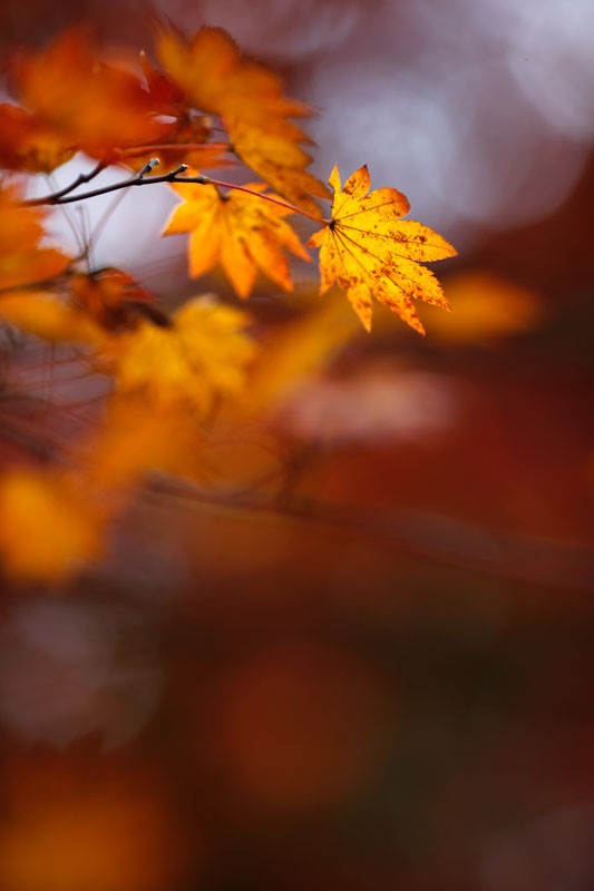 f:id:PageTAKA:20161118164038j:plain