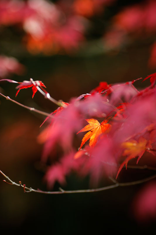 f:id:PageTAKA:20161118164039j:plain