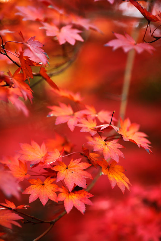 f:id:PageTAKA:20161118164041j:plain