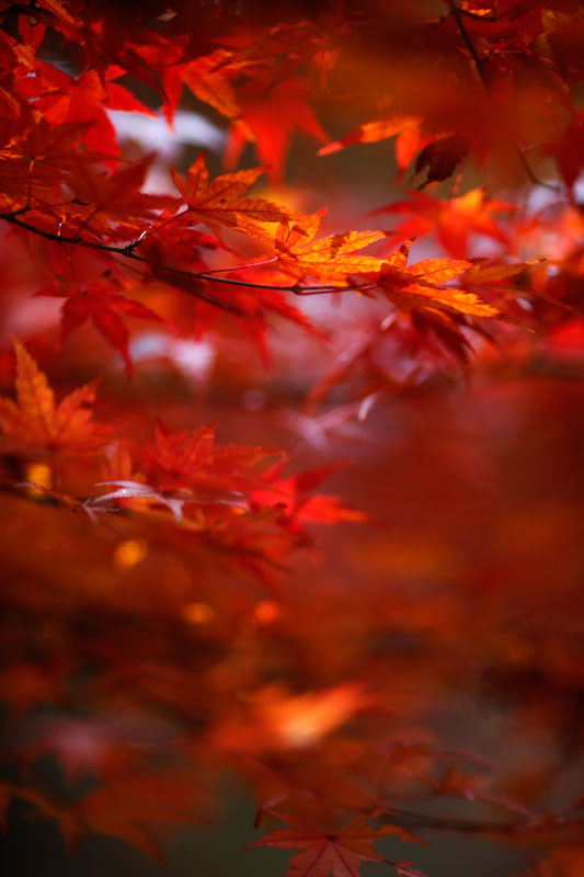 f:id:PageTAKA:20161118164042j:plain