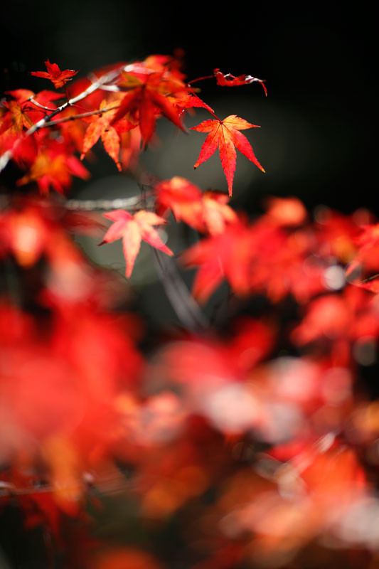 f:id:PageTAKA:20161118164043j:plain