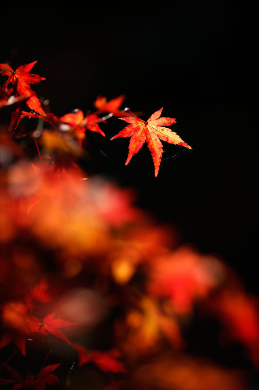 f:id:PageTAKA:20161118164044j:plain