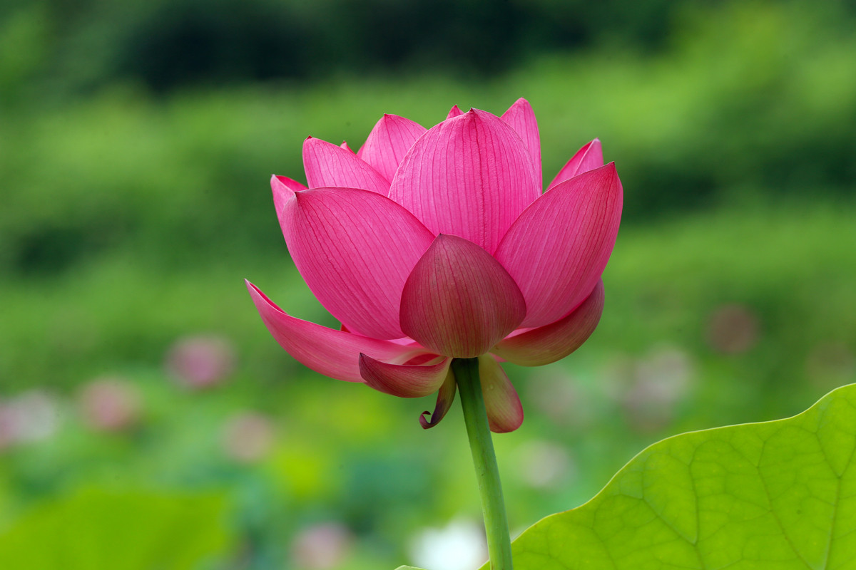 f:id:PageTAKA:20170801105327j:plain