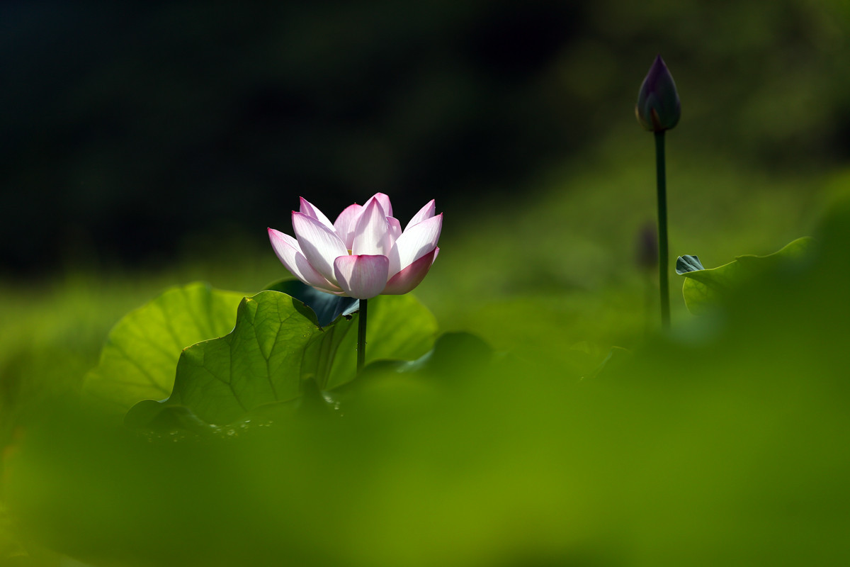 f:id:PageTAKA:20170801105709j:plain