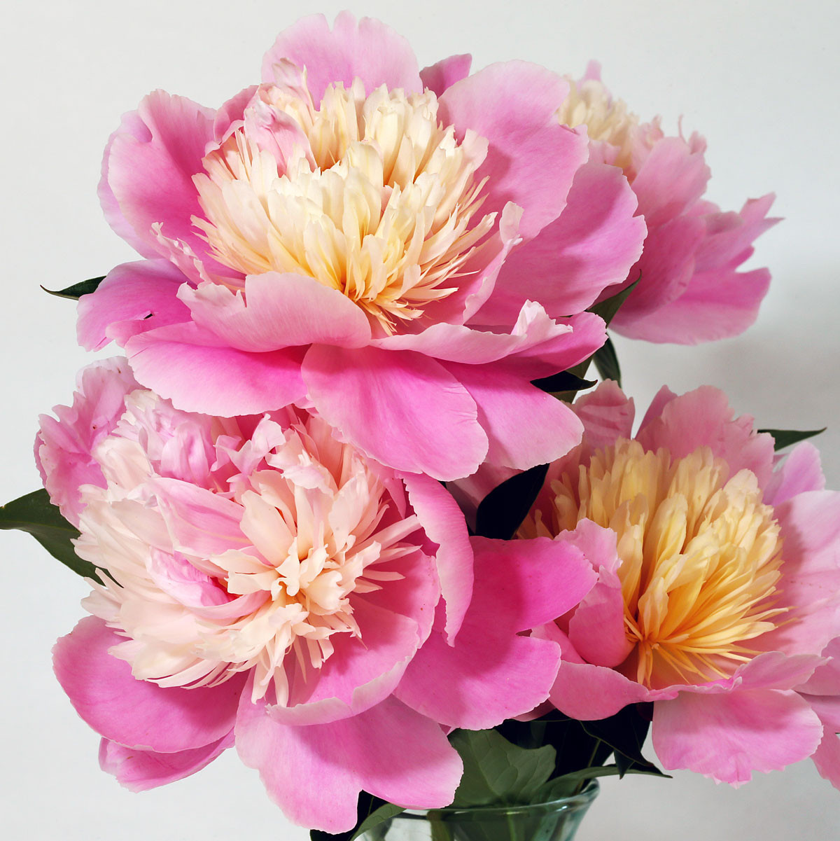 f:id:PageTAKA:20180511081311j:plain