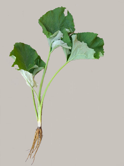 f:id:PageTAKA:20181111120616j:plain
