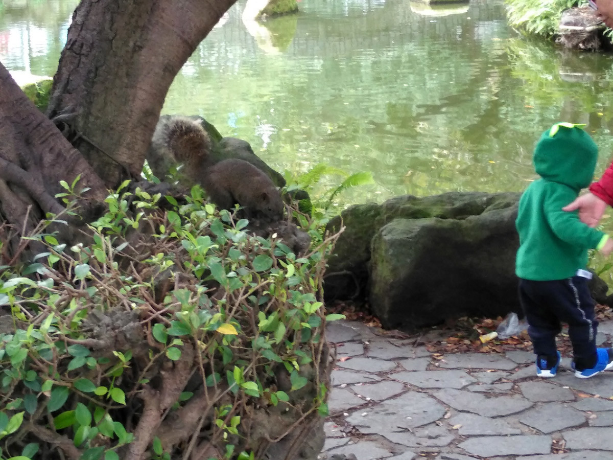 二二八和平公園にリス、鳥も