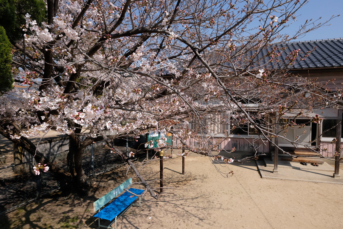 中野公民館分館と桜