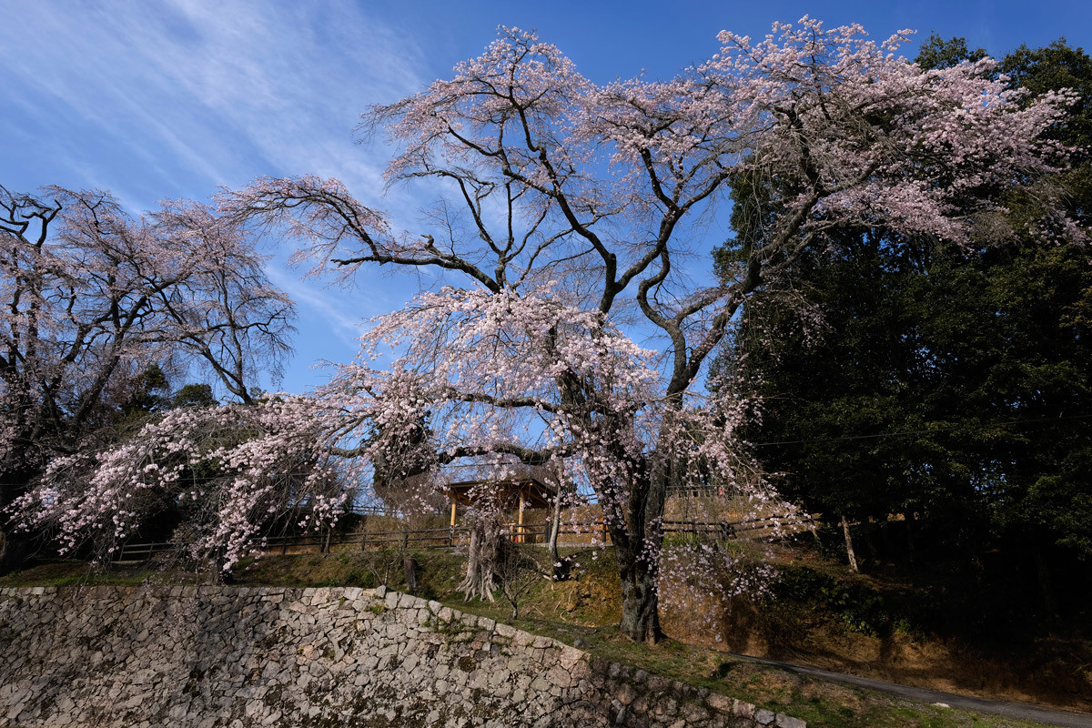 本山寺駐車場の桜