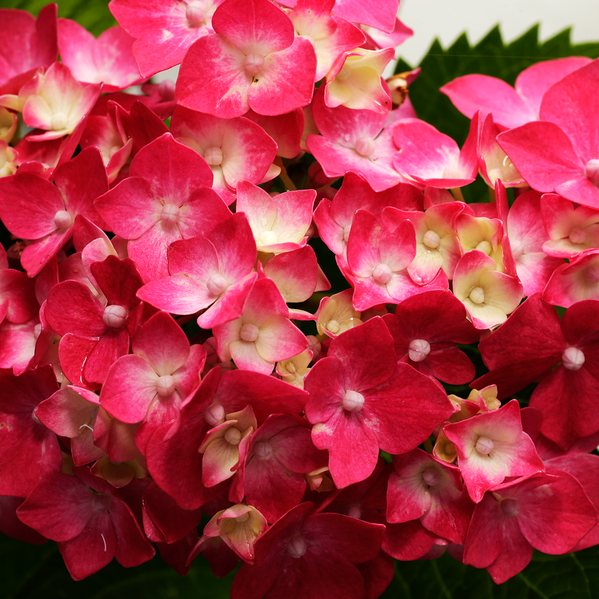 【紫陽花】