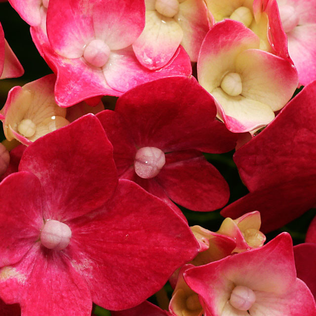 【紫陽花・上の画像の一部】