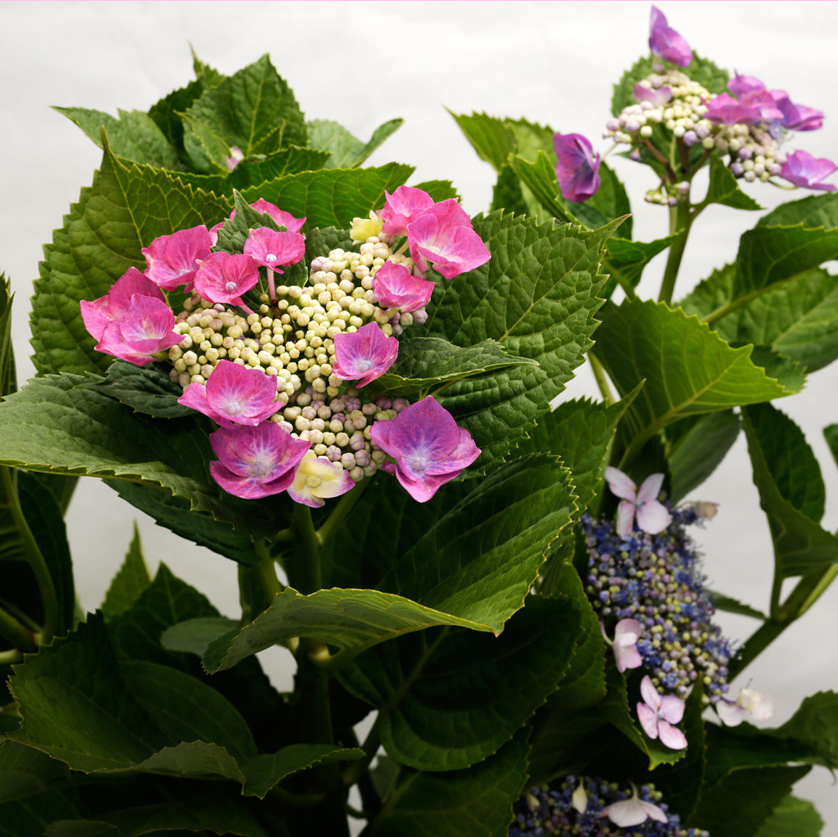 【紫陽花】