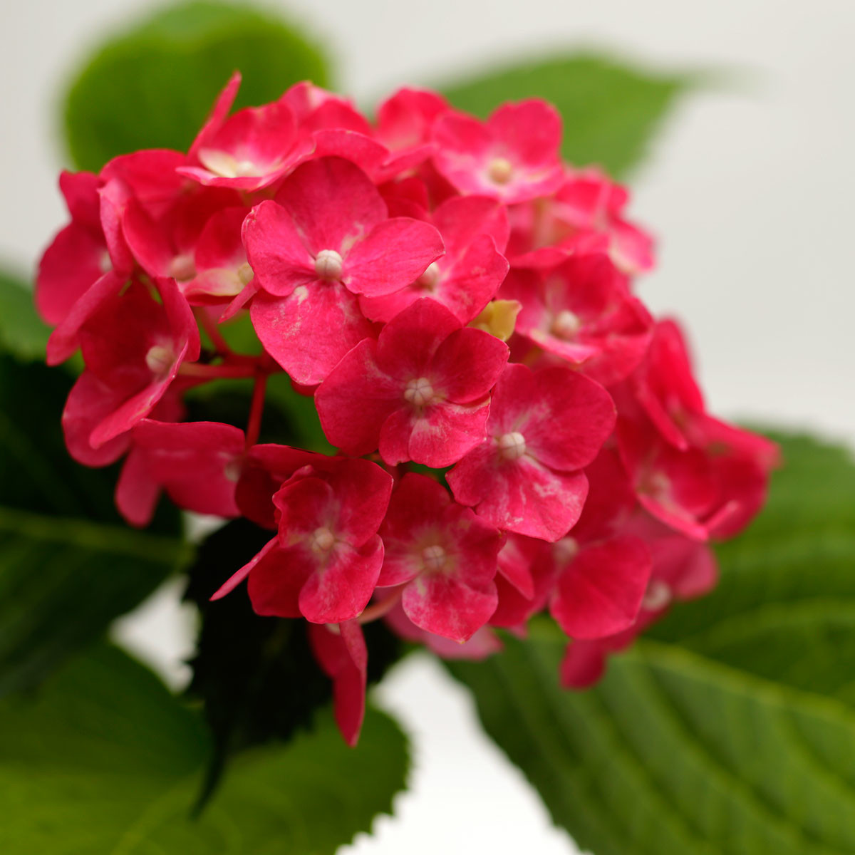 【紫陽花】