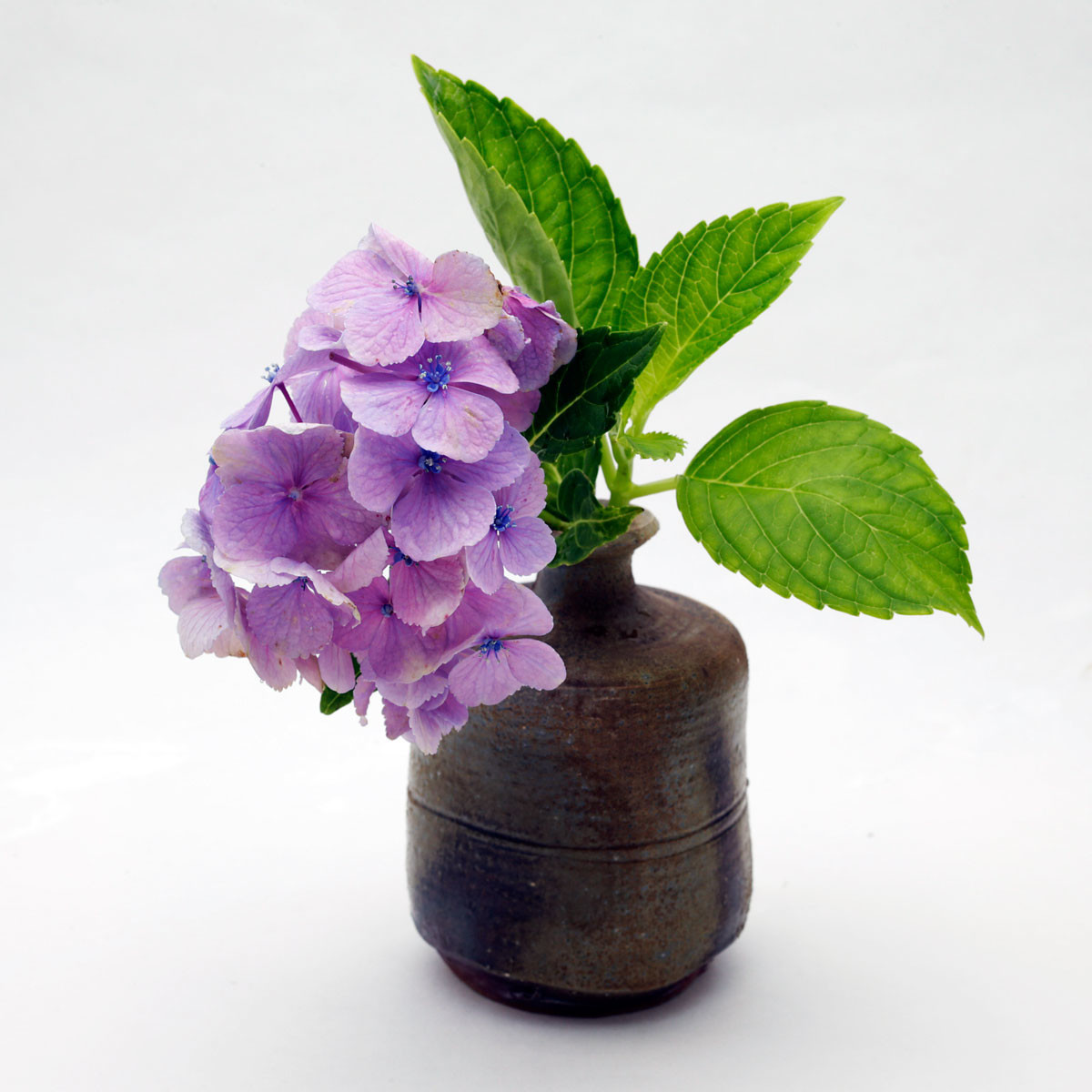 【7月下旬の「紫陽花」：日南町】