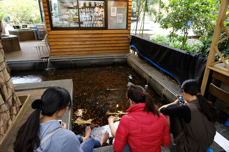 礁渓温泉：温泉魚