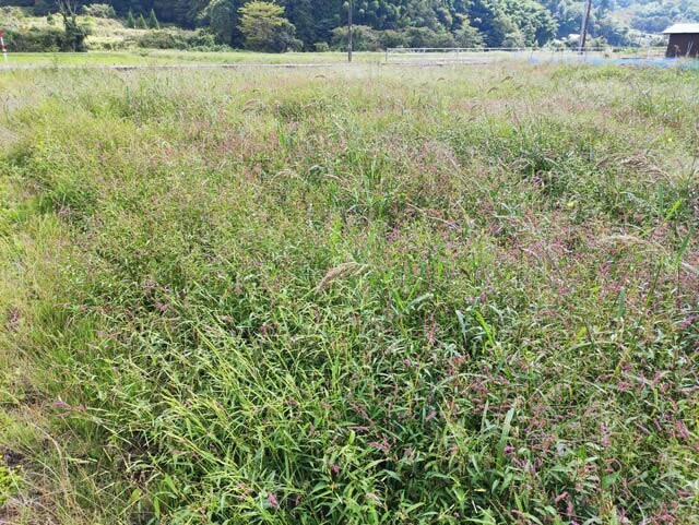 【9月末現在の「ひまわり畑」になる予定と言われた場所＠日南町内の某所】