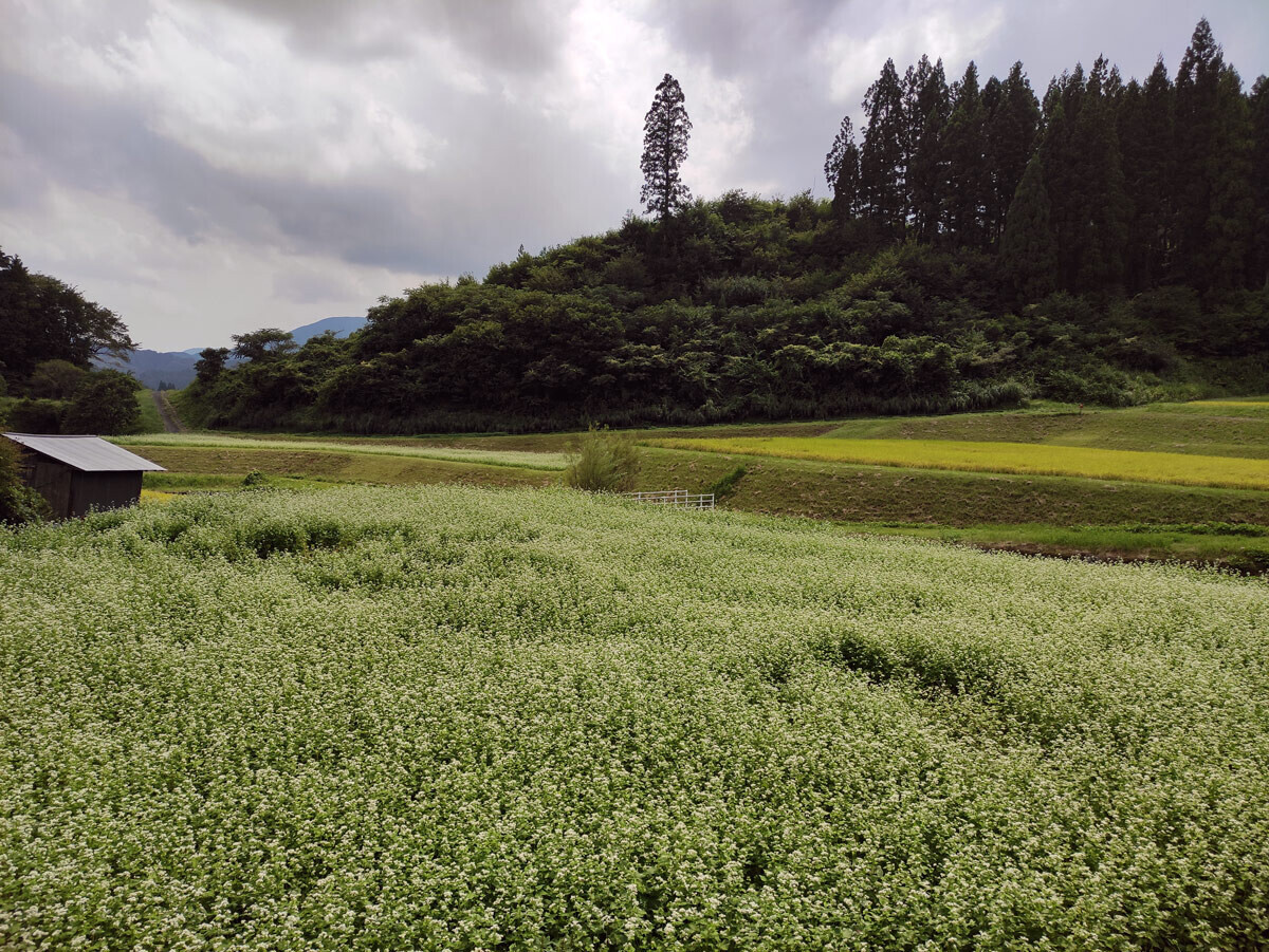 【2日・日南町：白い花の蕎麦畑のそばには水田の稲穂が色づいてました】