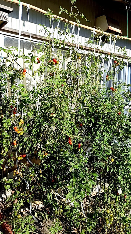 【18日午前・日南町:まだまだ青い実もあるミニトマト】