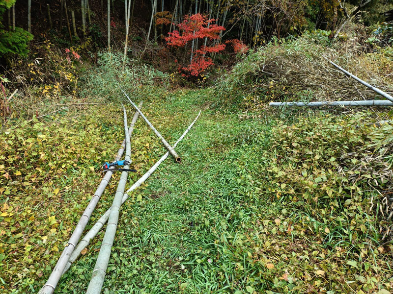【19日・日南町:孟宗竹を切り出しました】