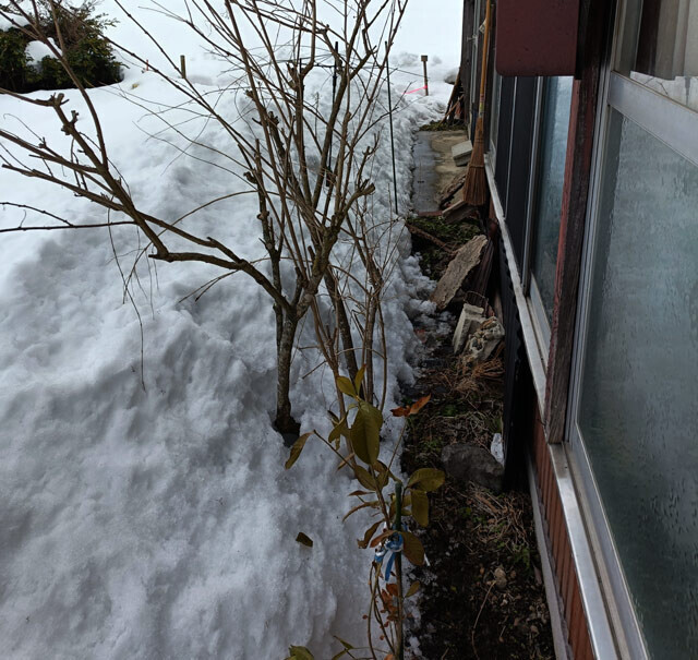 【28日・日南町：屋根からの落雪が家に迫る】