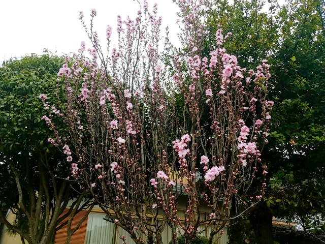 f:id:Pageoyaji:20210412071205j:image f:id:Pageoyaji:20210412071205j:image