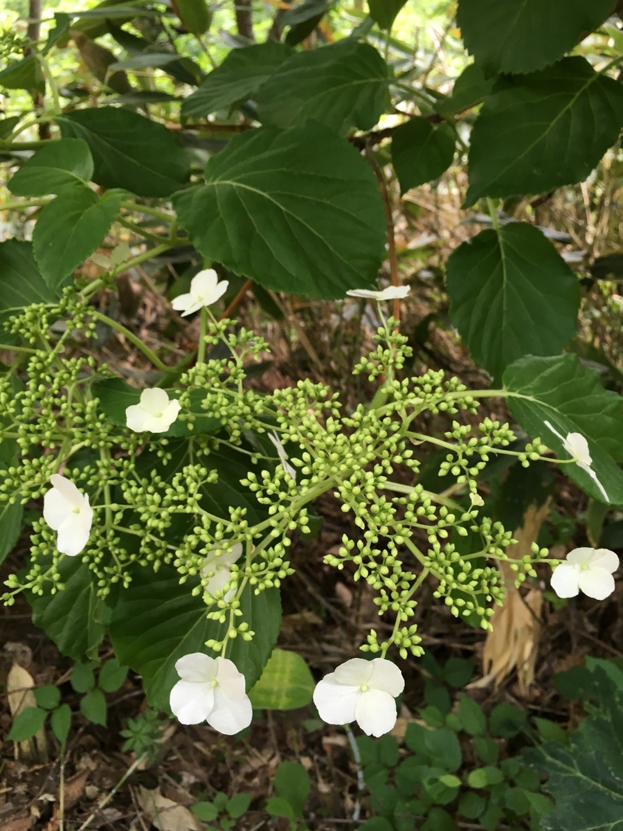 f:id:Pamda:20190601200511j:plain f:id:Pamda:20190601200511j:plain