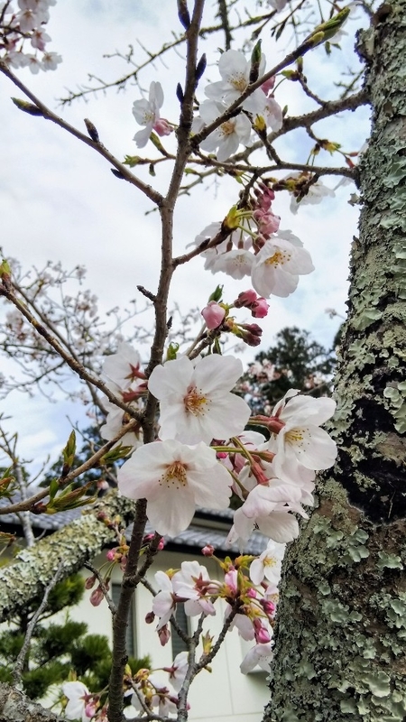 イメージ 4