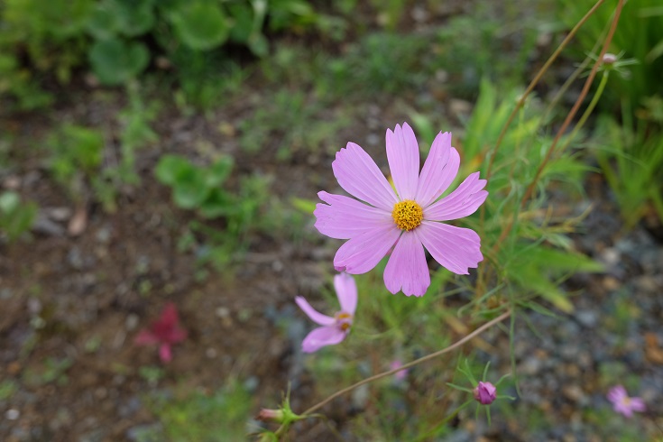 f:id:PapasCamera:20160704054354j:plain