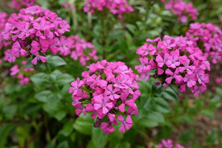 f:id:PapasCamera:20160704054427j:plain