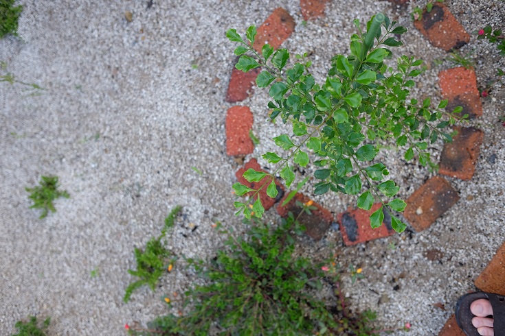 f:id:PapasCamera:20160705134127j:plain